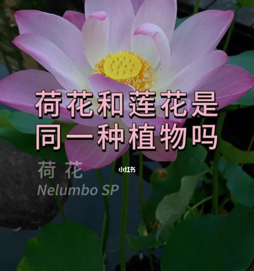 莲花种植的正确方法和步骤是什么？