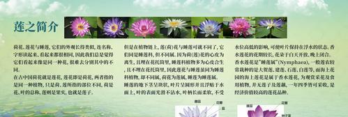 莲花种植的正确方法和步骤是什么？