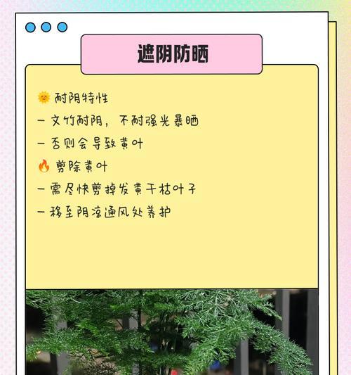 文竹的养殖技巧和常见问题解答是什么？