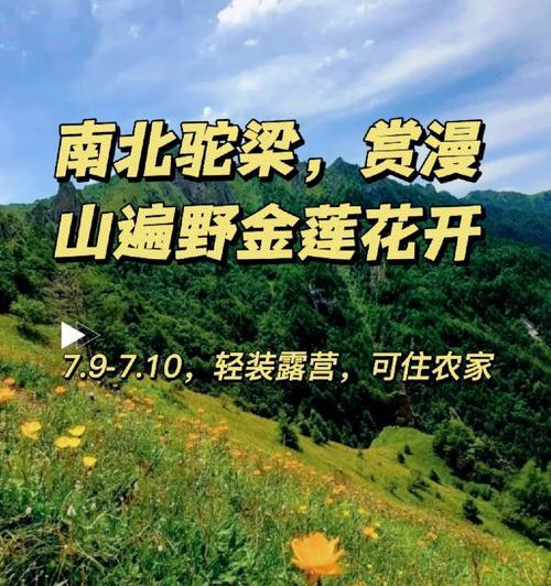 金莲花种植的步骤和注意事项有哪些？
