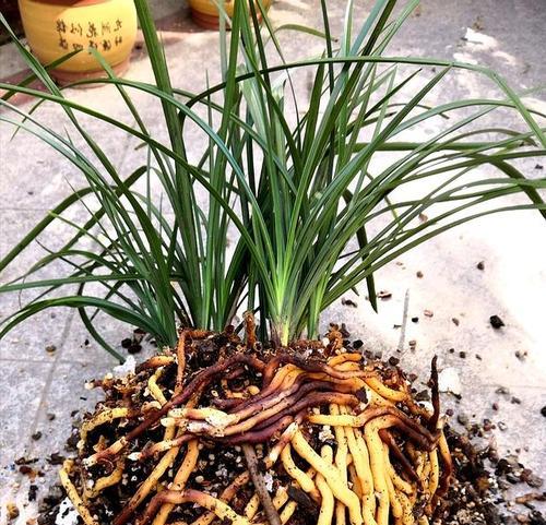 兰花烂根有哪些明显症状？