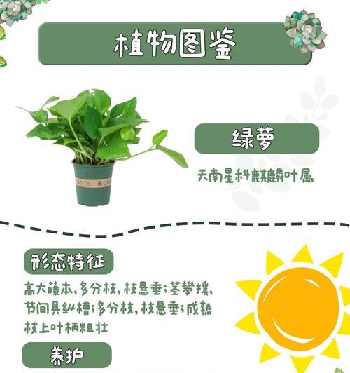 绿萝的正确栽种方法是什么？如何让绿萝长得茂盛？