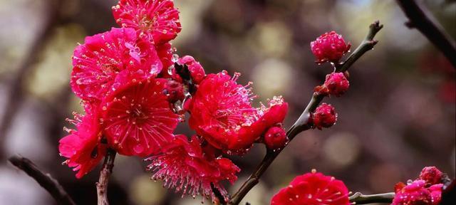 有哪些名贵梅花品种？如何养护名贵梅花？
