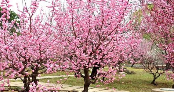 有哪些名贵梅花品种？如何养护名贵梅花？