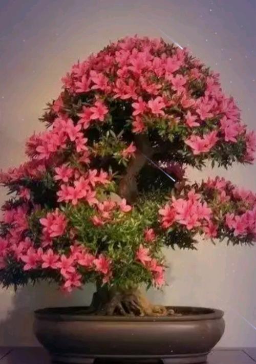 有哪些名贵梅花品种？如何养护名贵梅花？