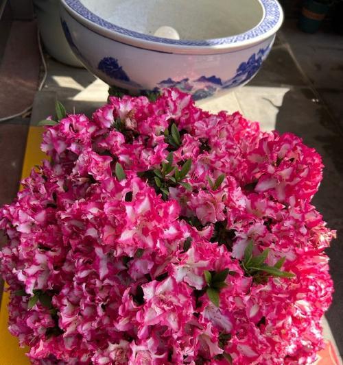 红色球状的花具体是什么品种？