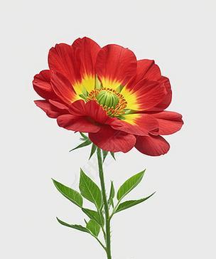 红色球状的花具体是什么品种？