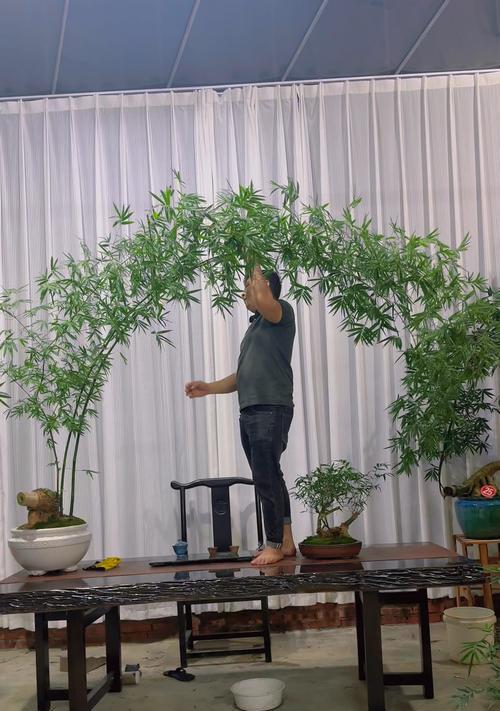 盆景竹子需要什么样的土壤？