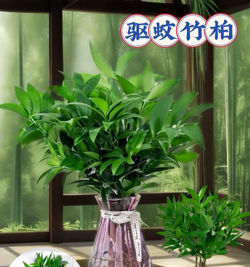盆景竹子需要什么样的土壤？