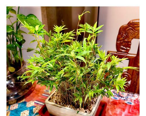 盆景竹子需要什么样的土壤？