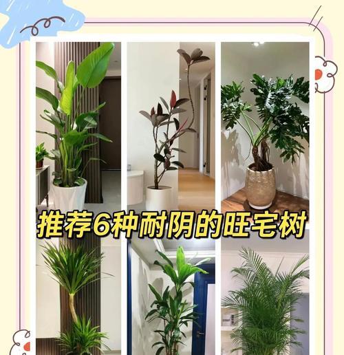 全耐阴植物有哪些？它们在室内种植的注意事项是什么？