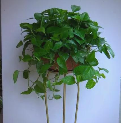 全耐阴植物有哪些？它们在室内种植的注意事项是什么？