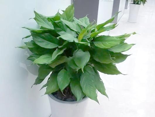全耐阴植物有哪些？它们在室内种植的注意事项是什么？