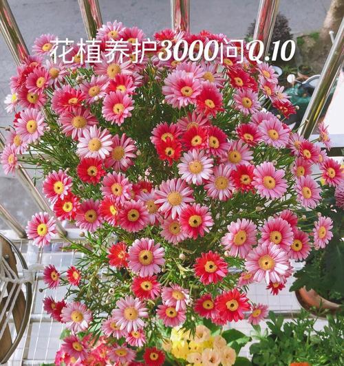 玛格丽特的种植技巧有哪些？如何正确种植玛格丽特？