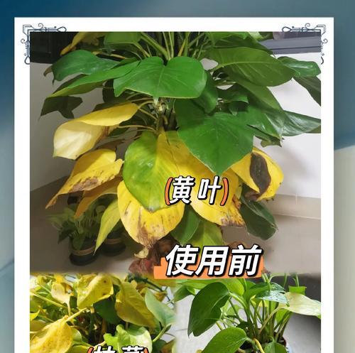 绿萝叶子发黄不绿怎么办？如何恢复其翠绿色？