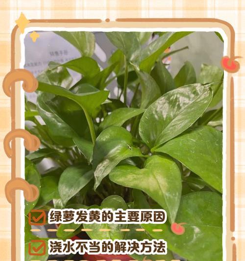 绿萝叶子发黄不绿怎么办？如何恢复其翠绿色？