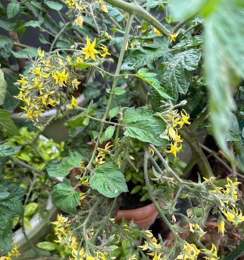 双色茉莉不开花的原因是什么？