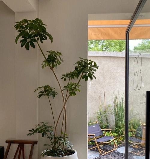 办公室植物养护技巧有哪些？怎样才能养好办公室植物？