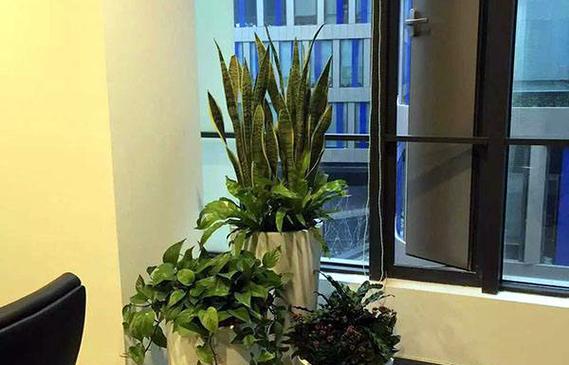 办公室植物养护技巧有哪些？怎样才能养好办公室植物？