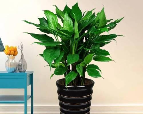 办公室植物养护技巧有哪些？怎样才能养好办公室植物？