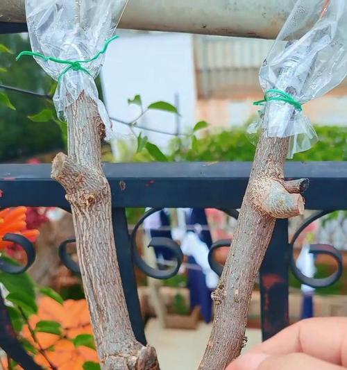 三角梅扦插应在哪个季节进行？