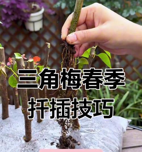 三角梅扦插应在哪个季节进行？