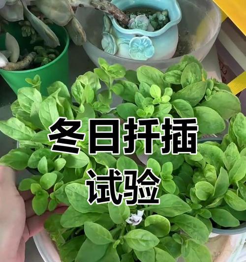 三角梅扦插应在哪个季节进行？