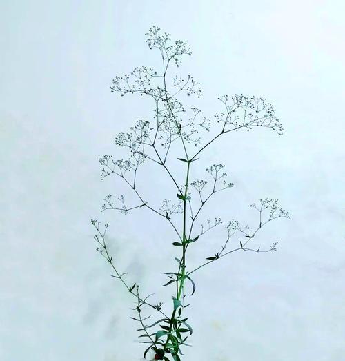 满天星品种繁多吗？如何识别不同品种？
