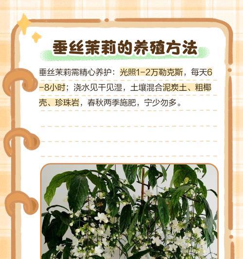 茉利花的养殖技巧是什么？