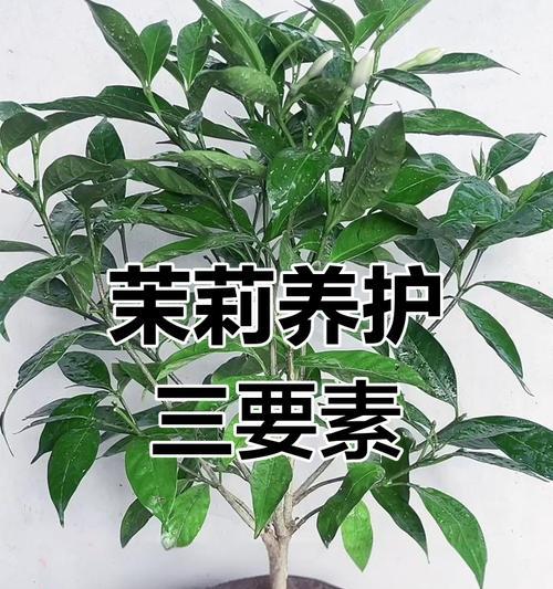 茉利花的养殖技巧是什么？