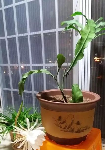 昙花根部腐烂的解决措施有哪些？
