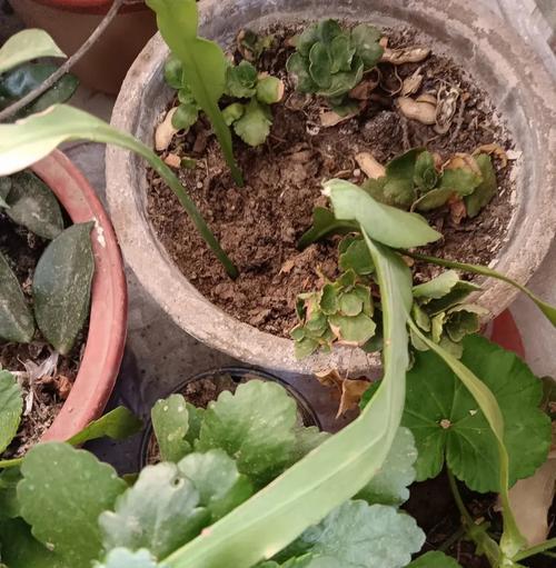 昙花根部腐烂的解决措施有哪些？