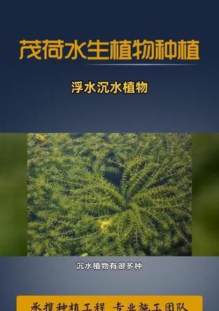 浮水植物种植的方法有哪些？