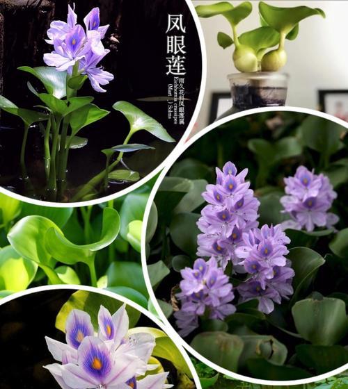 浮水植物种植的方法有哪些？