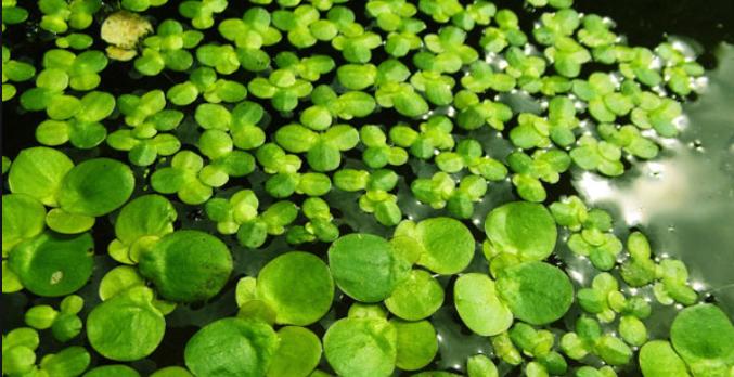 浮水植物种植的方法有哪些？