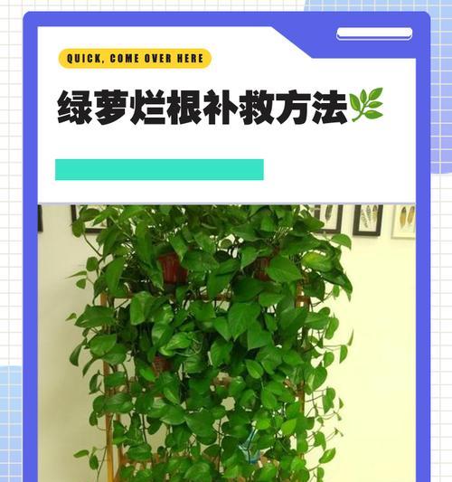 绿萝修剪的最佳时机和步骤是什么？