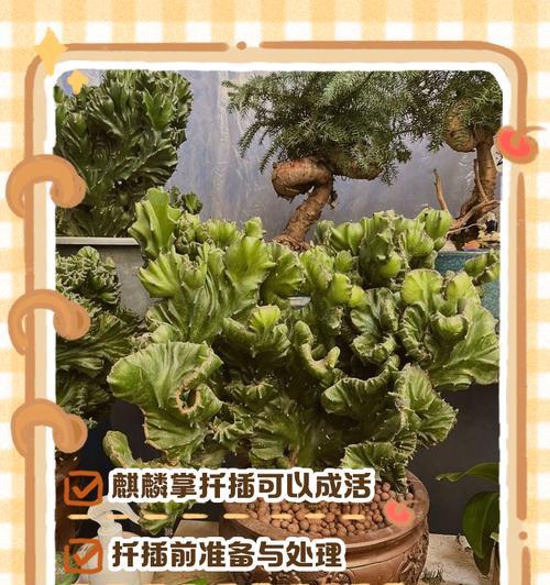 麒麟掌生长的条件是什么？