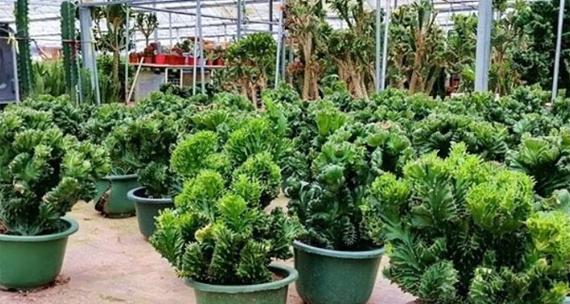 麒麟掌生长的条件是什么？