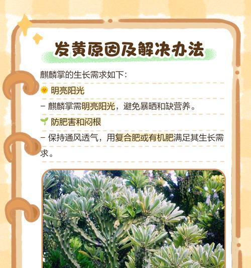 麒麟掌生长的条件是什么？