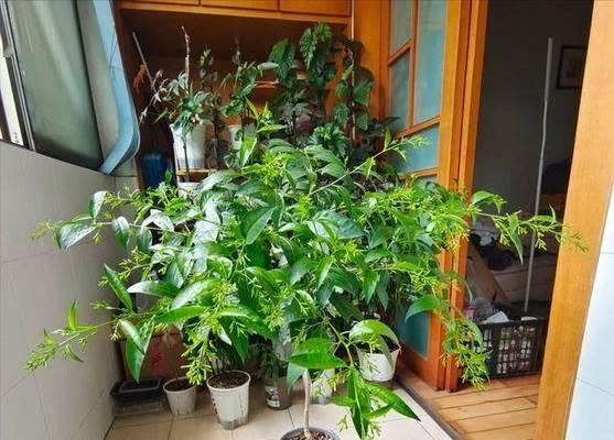 家庭适合养哪些花？家庭养花的注意事项有哪些？