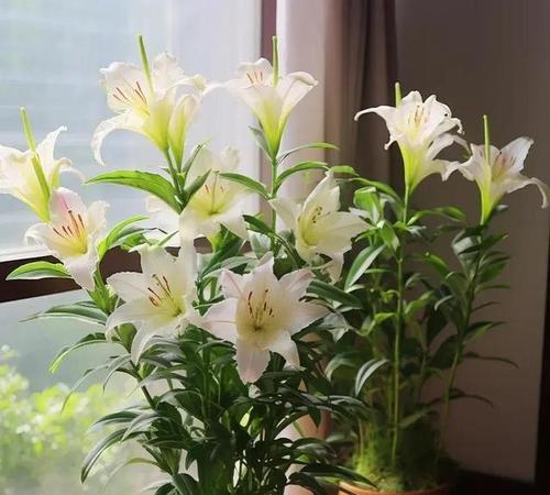 家庭适合养哪些花？家庭养花的注意事项有哪些？