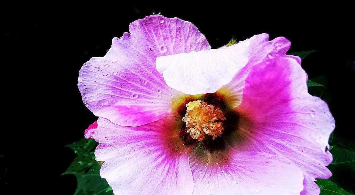 木芙蓉的花语是什么？它的生长习性有哪些？