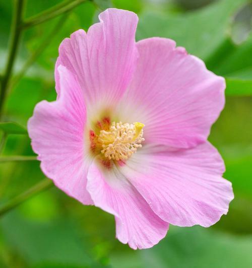 木芙蓉的花语是什么？它的生长习性有哪些？