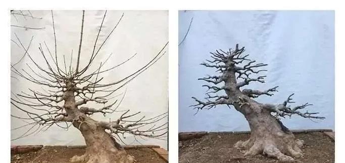 枫树盆景的养护技巧和注意事项？