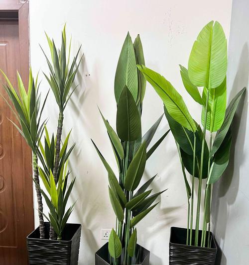 选择花盆有哪些技巧？不同植物适合哪种花盆？