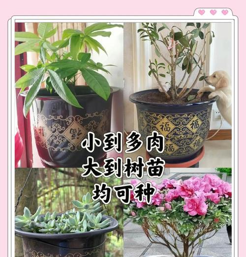 选择花盆有哪些技巧？不同植物适合哪种花盆？