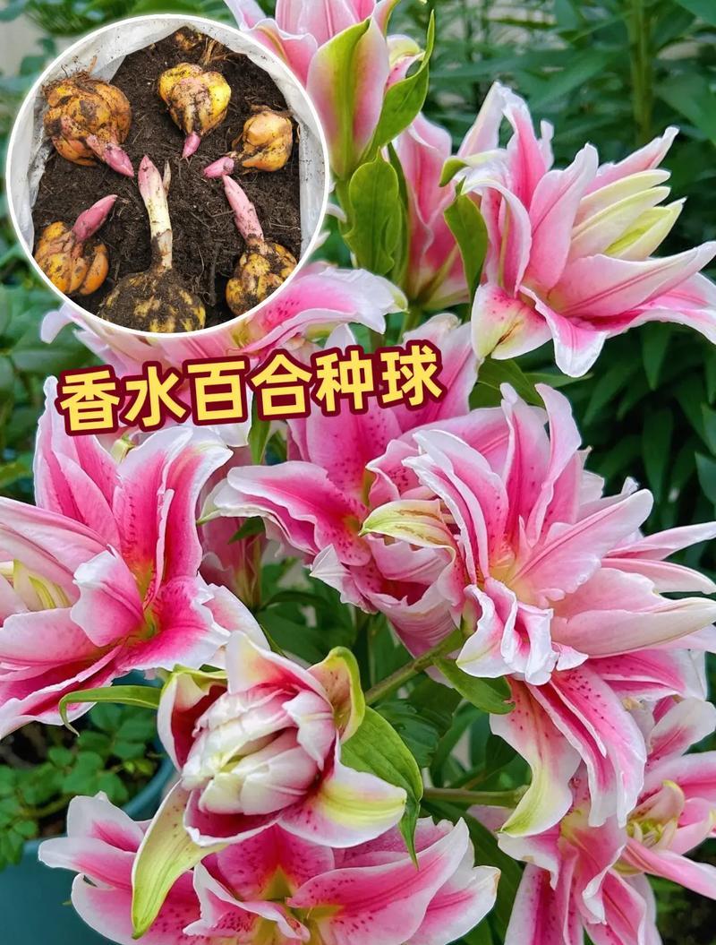 百合种球什么时候种？如何正确种植百合？