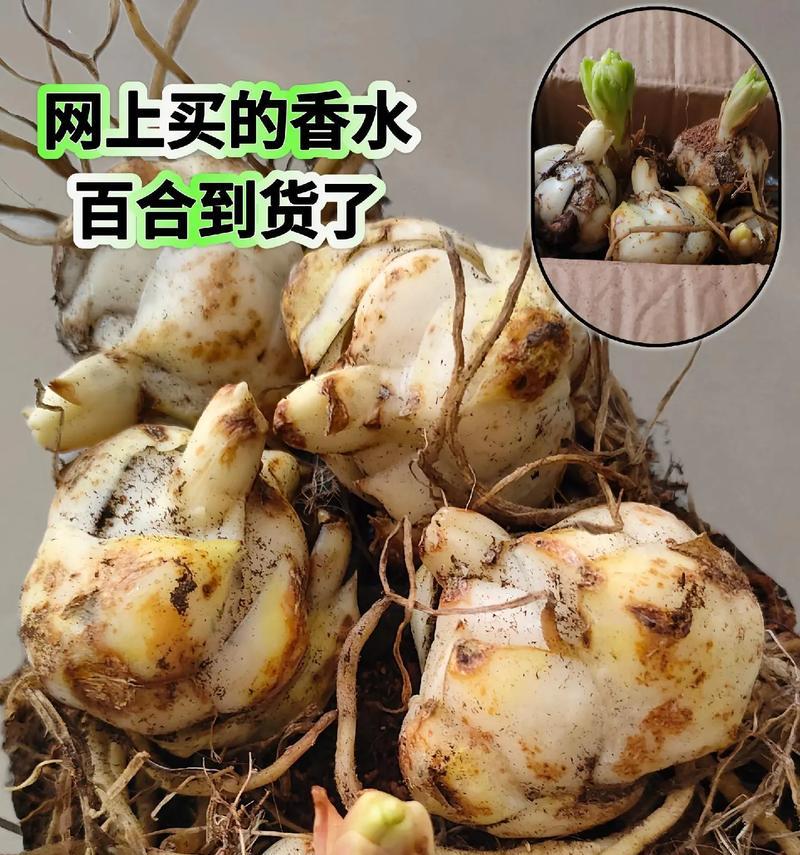 百合种球什么时候种？如何正确种植百合？