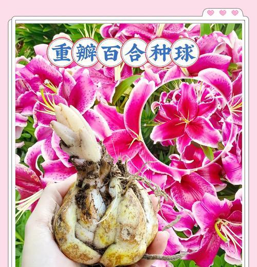 百合种球什么时候种？如何正确种植百合？