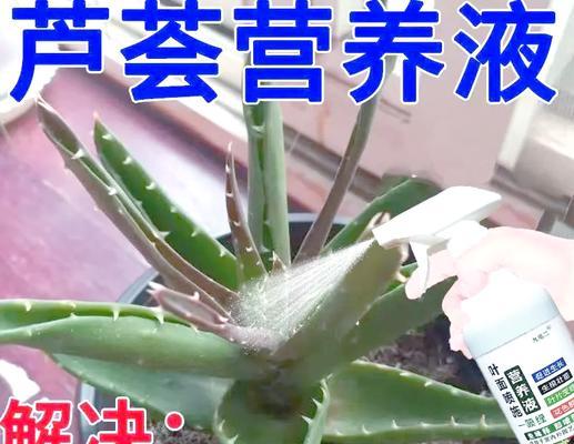 芦荟生根的秘诀是什么？